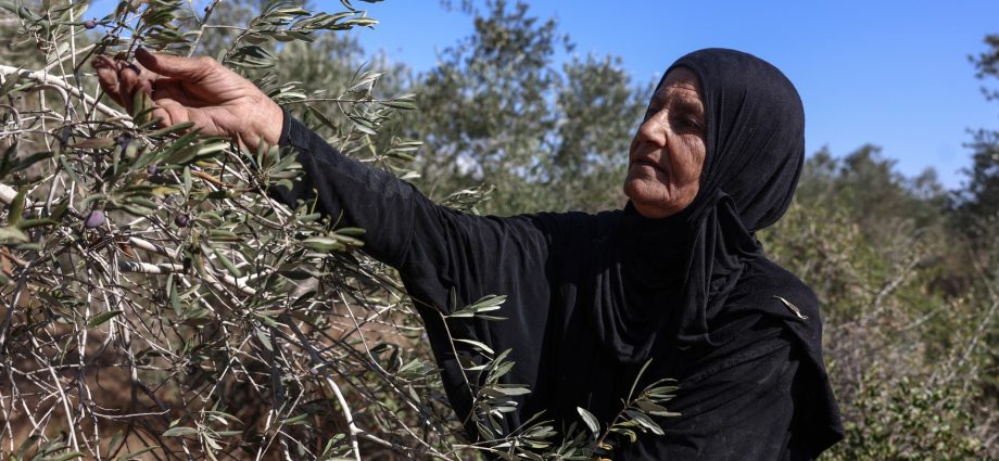 israeli-settlers-take-palestinian-olives,-and-their-harvest-traditions