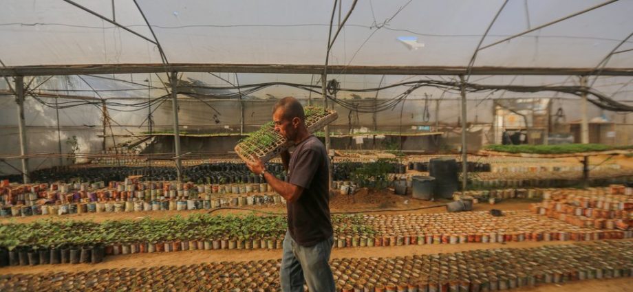 planting-one-million-seedlings