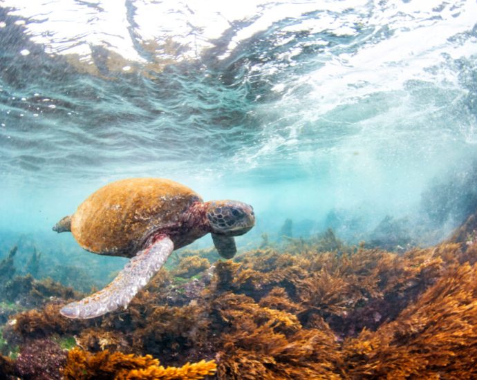 wildlife-populations-have-plunged-globally,-but-some-buck-the-trend