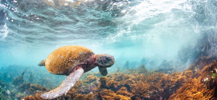 wildlife-populations-have-plunged-globally,-but-some-buck-the-trend