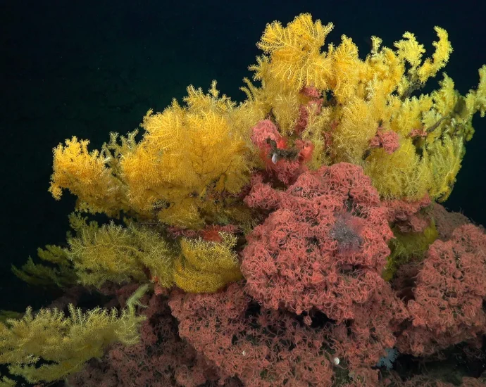 this-“golden-tree”-coral-was-too-strange-for-any-known-family