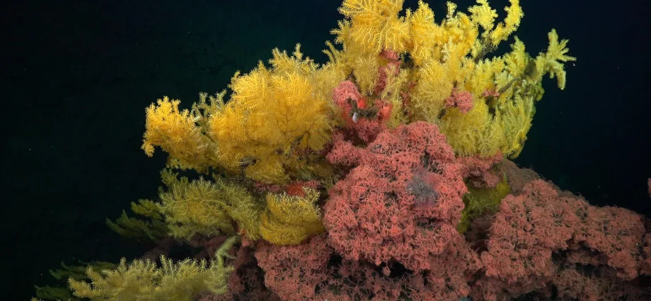 this-“golden-tree”-coral-was-too-strange-for-any-known-family