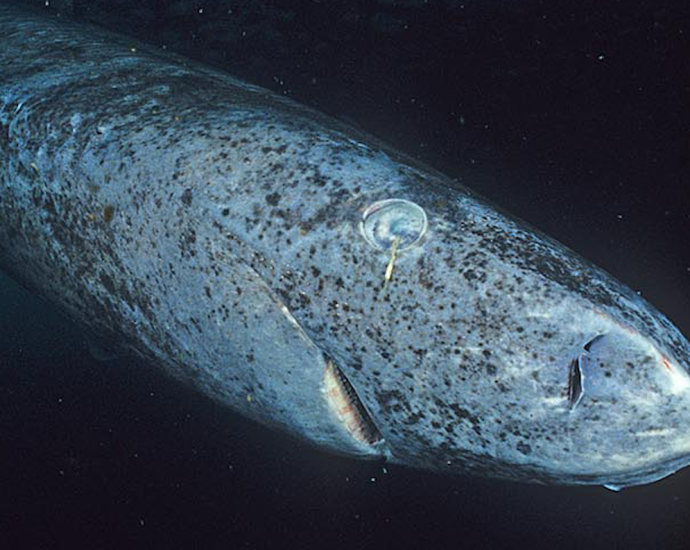 leave-the-greenland-sharks-alone