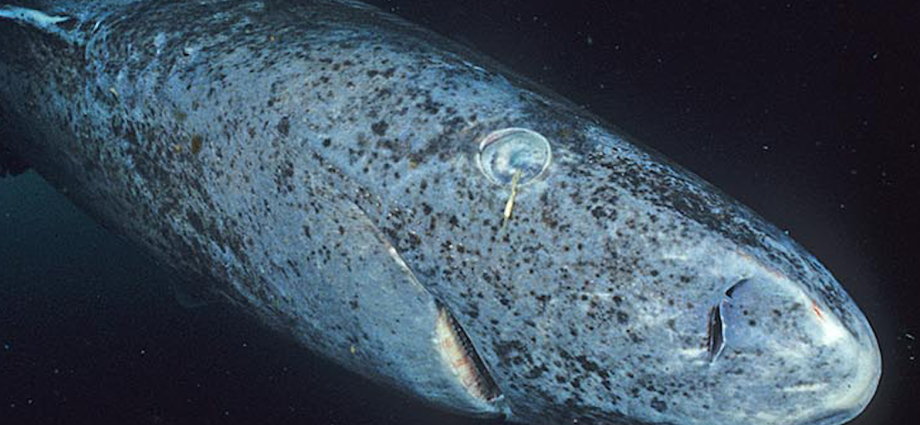 leave-the-greenland-sharks-alone