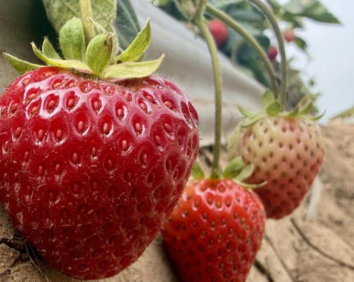 could-steam-help-california-strawberry-farmers-grow-more-with-fewer-chemicals?