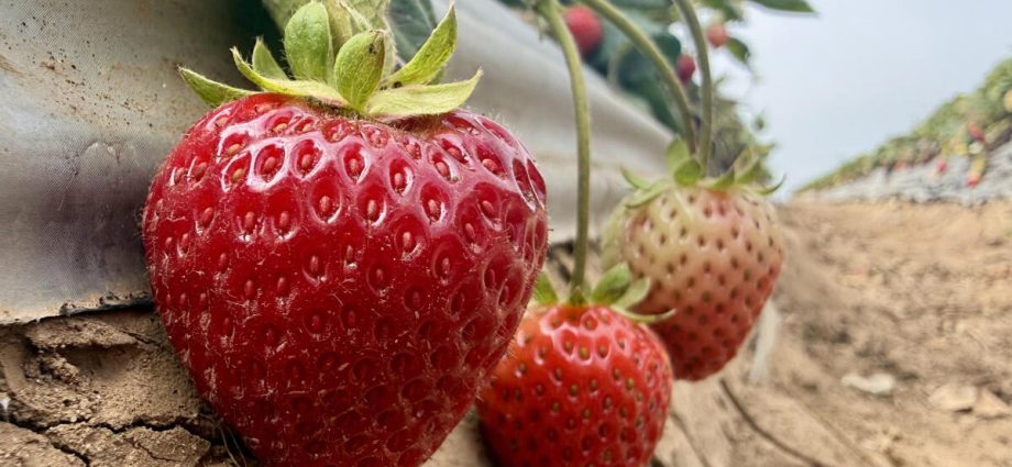 could-steam-help-california-strawberry-farmers-grow-more-with-fewer-chemicals?