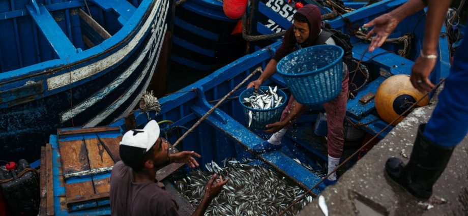 the-hidden-cost-of-farmed-fish:-pollution,-forced-labor-and-the-depletion-of-wild-fish