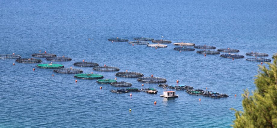 greece’s-seafood-problem-starts-elsewhere
