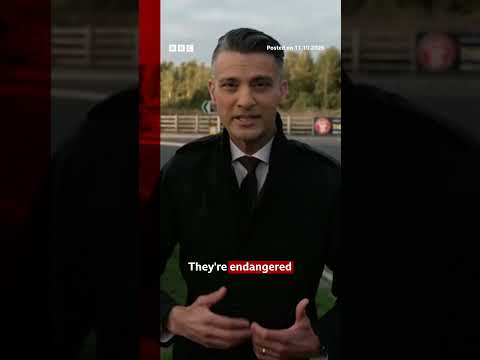 wildlife-park-where-man-fatally-attacked-by-tiger-gives-update.-#yorkshirewildlifepark-#bbcnews