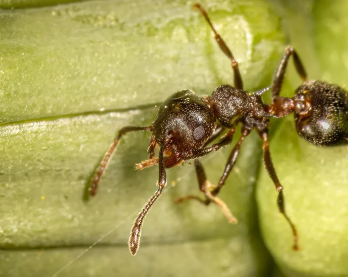 tropical-trees-built-homes-for-ants.-wasps-are-taking-them-over