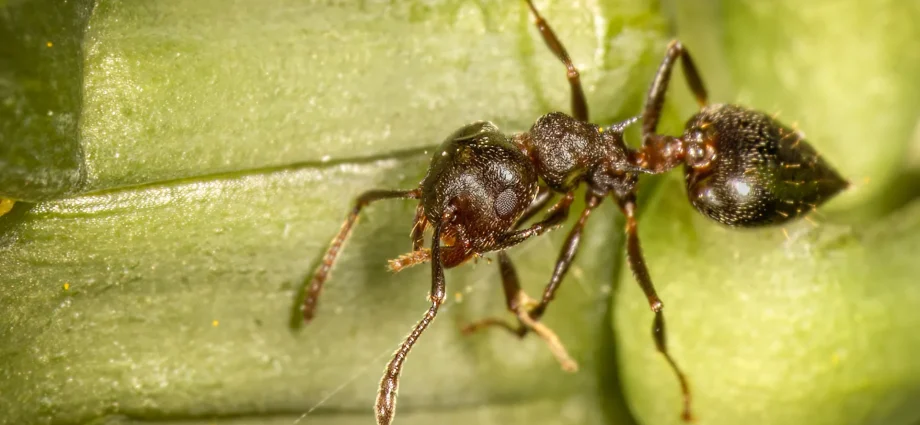 tropical-trees-built-homes-for-ants.-wasps-are-taking-them-over