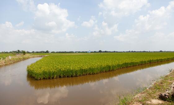 in-the-mekong-delta,-a-push-to-grow-food-with-saltwater