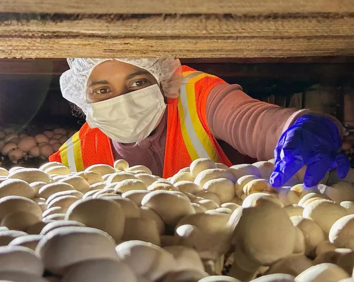 scientists-discover-why-a-100-year-old-mushroom-disease-won’t-go-away