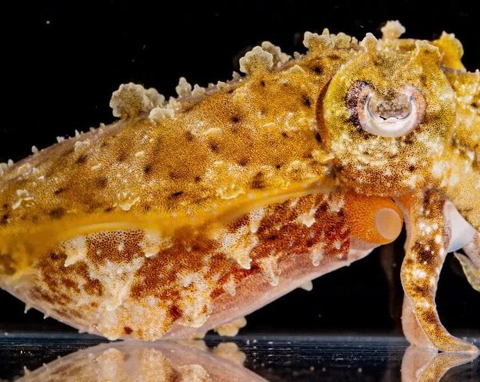 how-do-cuttlefish-hide?-scientists-search-for-the-secret-to-camouflage.