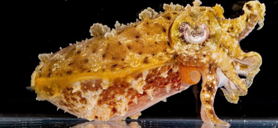 how-do-cuttlefish-hide?-scientists-search-for-the-secret-to-camouflage.