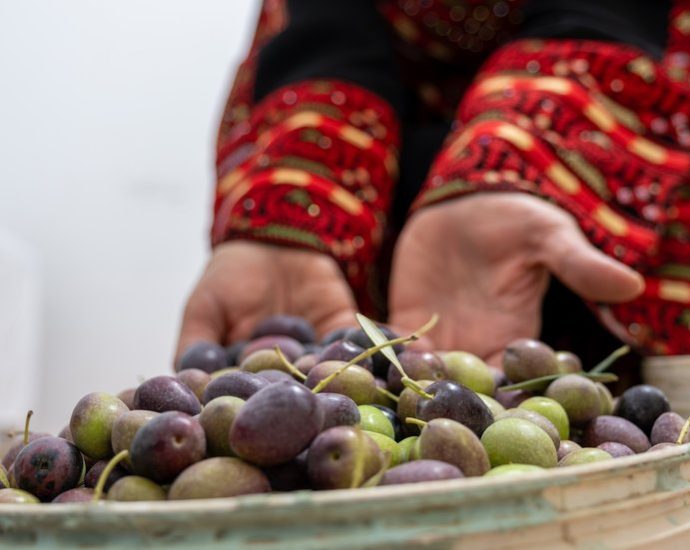mourning-the-olive-harvest-in-gaza