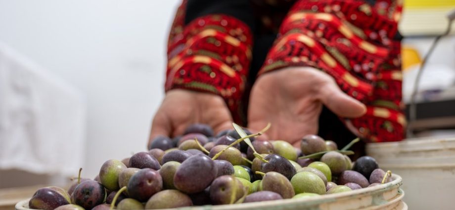 mourning-the-olive-harvest-in-gaza
