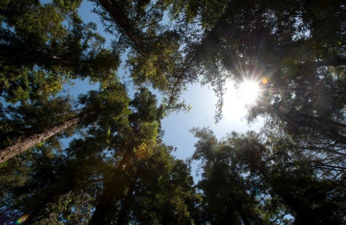 when-climate-change-brings-the-heat,-what-happens-to-a-mighty-redwood?
