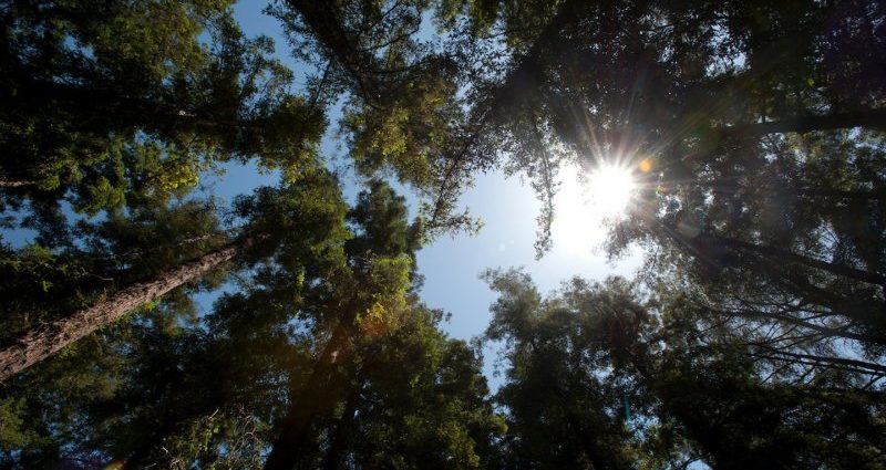 when-climate-change-brings-the-heat,-what-happens-to-a-mighty-redwood?