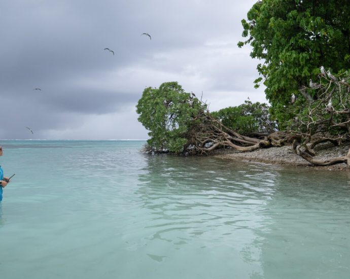 one-way-to-protect-coral-reefs?-bring-back-seabirds