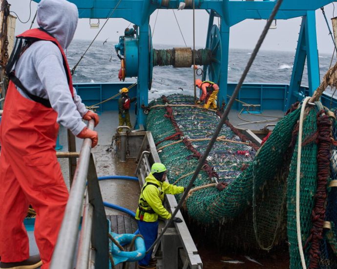 the-fish-behind-america’s-fish-sticks-is-fueling-a-fight-over-trawling-in-alaska