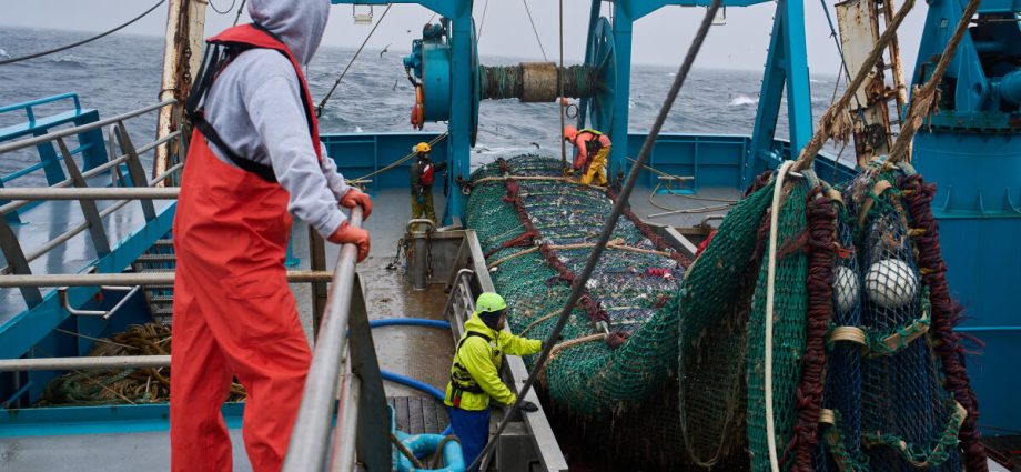 the-fish-behind-america’s-fish-sticks-is-fueling-a-fight-over-trawling-in-alaska