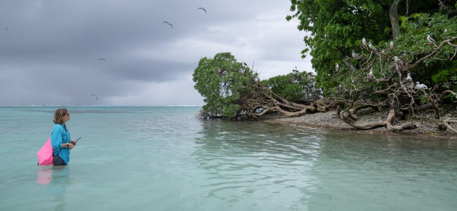 some-of-the-most-pristine-coral-reefs-have-a-secret-weapon:-birds