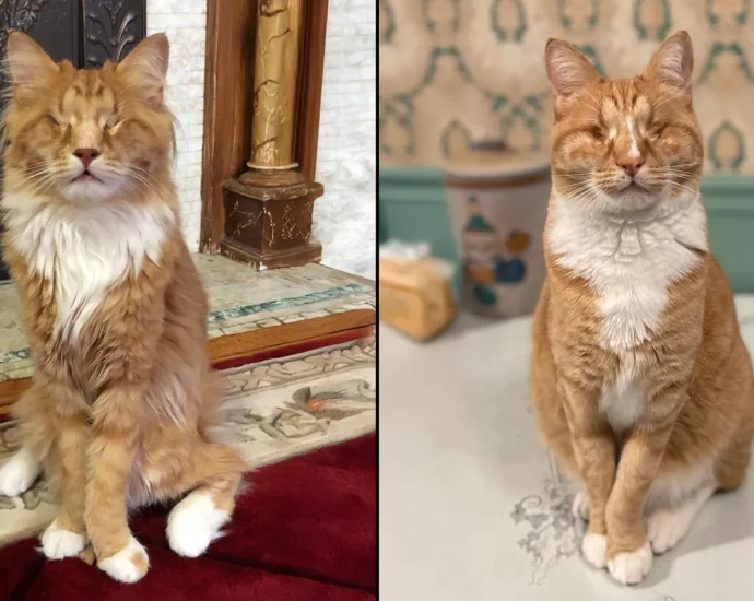cornell-scientists-identify-rare-human-genetic-disorder-in-two-unusually-long-legged-cats