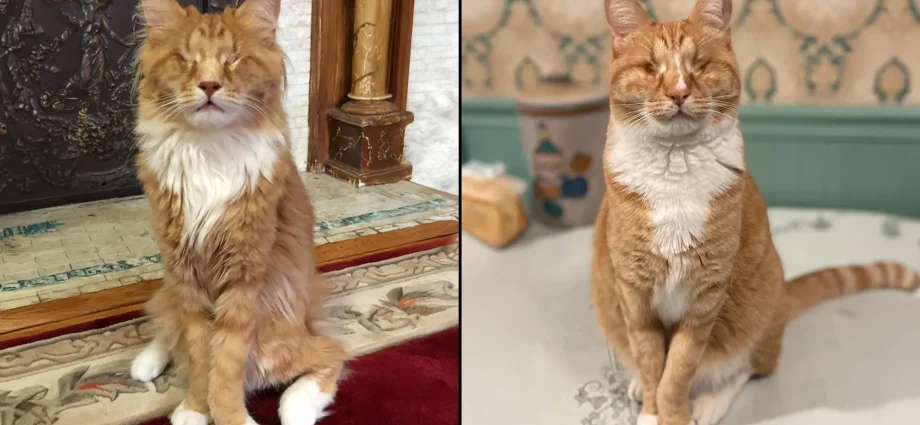 cornell-scientists-identify-rare-human-genetic-disorder-in-two-unusually-long-legged-cats