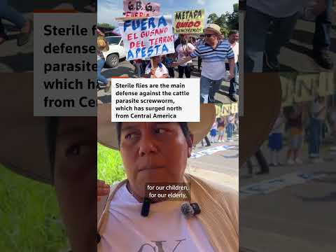 mexicans-protest-foul-smelling-screwworm-sterile-fly-plant