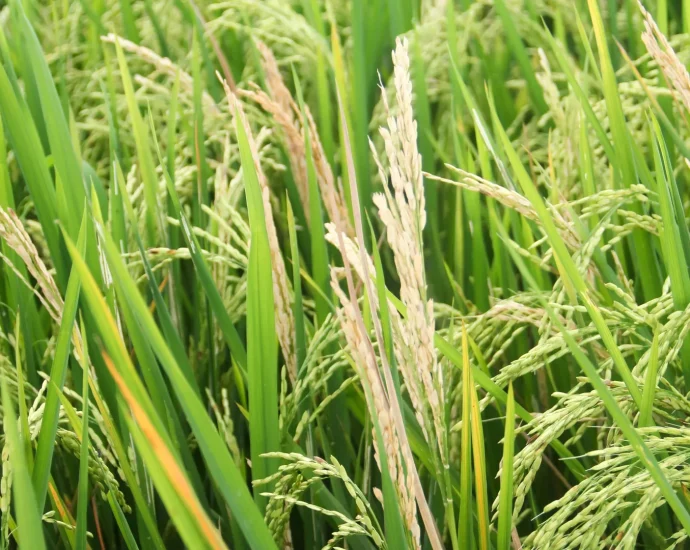 a-fungus-is-threatening-the-world’s-food-supply.-scientists-just-found-a-new-defense