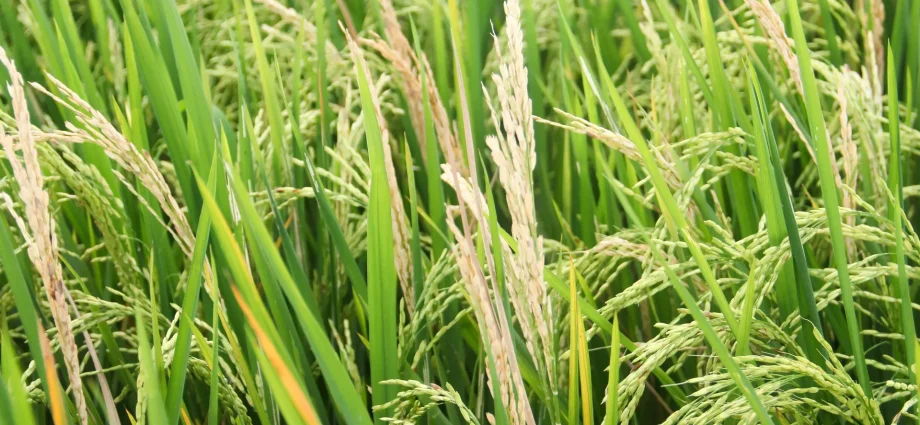 a-fungus-is-threatening-the-world’s-food-supply.-scientists-just-found-a-new-defense