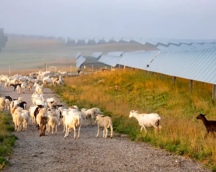 the-traitor-kills-another-popular-solar-energy-program