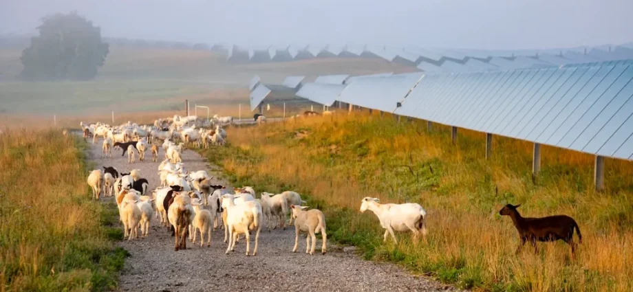 the-traitor-kills-another-popular-solar-energy-program