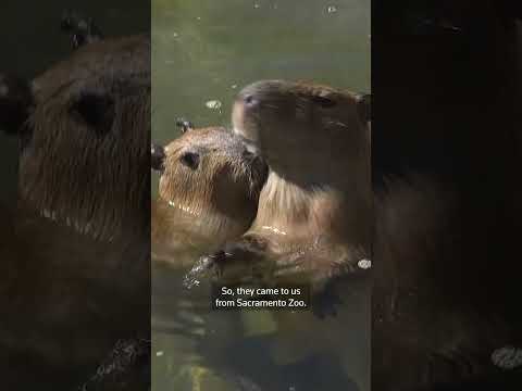 san-francisco-zoo-welcomes-two-baby-capybaras