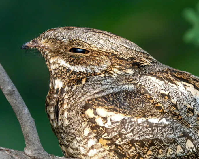 this-bird-flies-thousands-of-miles,-but-its-wings-have-a-catch