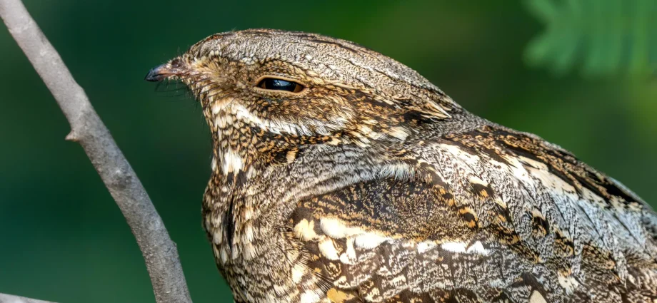 this-bird-flies-thousands-of-miles,-but-its-wings-have-a-catch