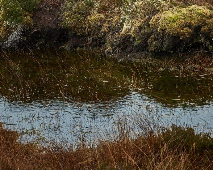 book-review:-‘bogland,’-by-merritt-r.-turetsky