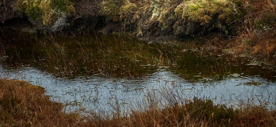 book-review:-‘bogland,’-by-merritt-r.-turetsky