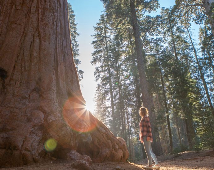 California redwoods are struggling in the heat — and it’s not clear how much damage is being done