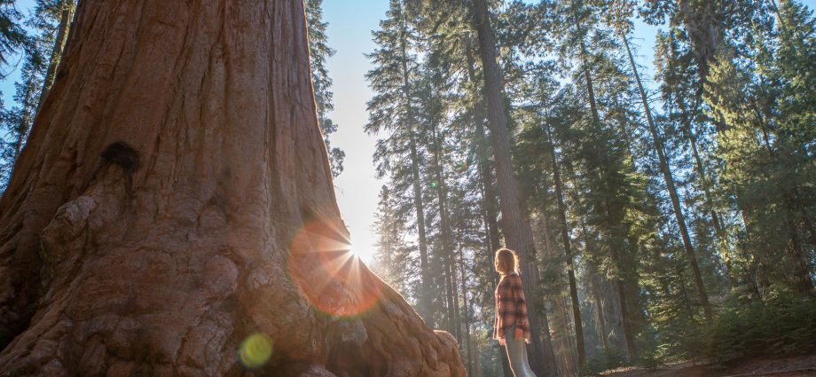 California redwoods are struggling in the heat — and it’s not clear how much damage is being done