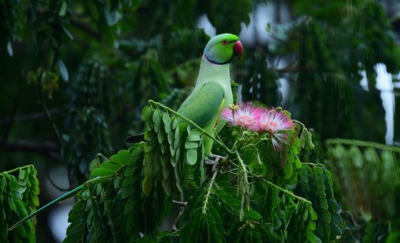 cop17:-the-world-has-a-plan-to-save-nature.-is-it-working?