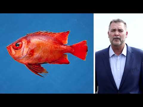 exotic-species-appear-off-california-due-to-a-strong-el-nino