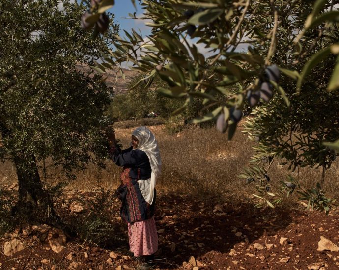 olive-harvest-season,-israeli-elections-bring-sharp-increase-in-attacks-on-palestinians-in-west-bank