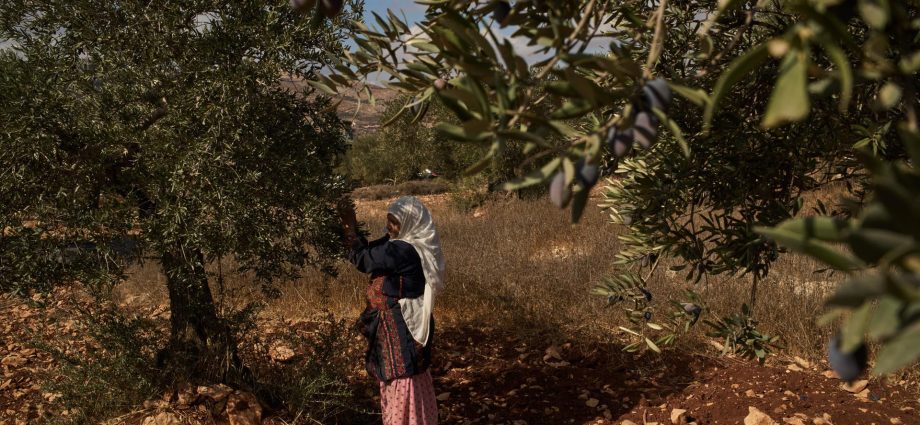 olive-harvest-season,-israeli-elections-bring-sharp-increase-in-attacks-on-palestinians-in-west-bank