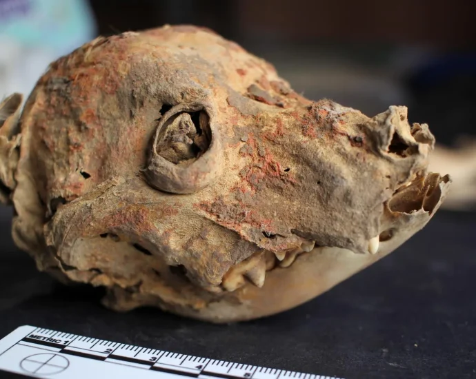 archaeologists-discover-1,200-year-old-mummified-hairless-dog-in-peru