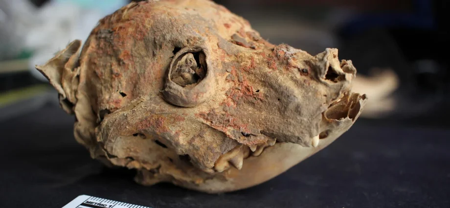 archaeologists-discover-1,200-year-old-mummified-hairless-dog-in-peru