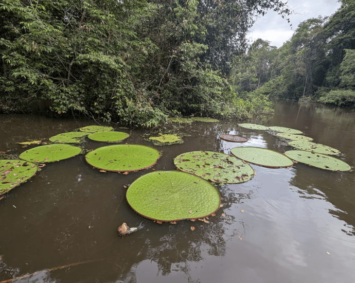 New water lily can be seen from space