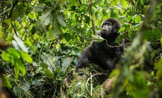 protecting-earth’s-fragile-biodiversity-takes-spotlight-at-armenia-talks
