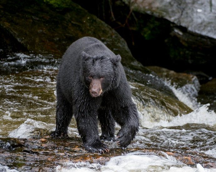 park-service-will-let-alaska-hunters-bait-bears-with-doughnuts